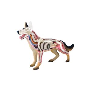 Tedco 4D Dog Anatomy Model