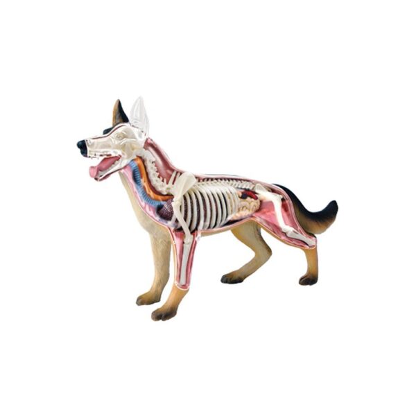 Tedco 4D Dog Anatomy Model