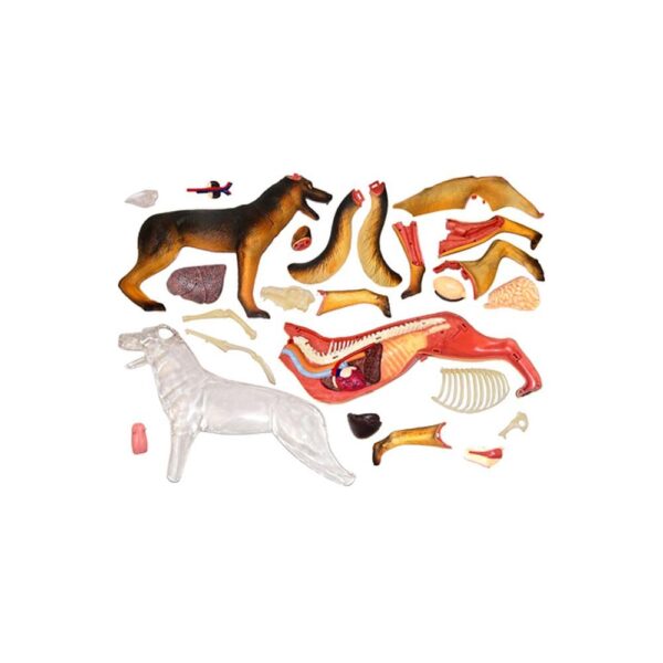 Tedco 4D Dog Anatomy Model - Image 3