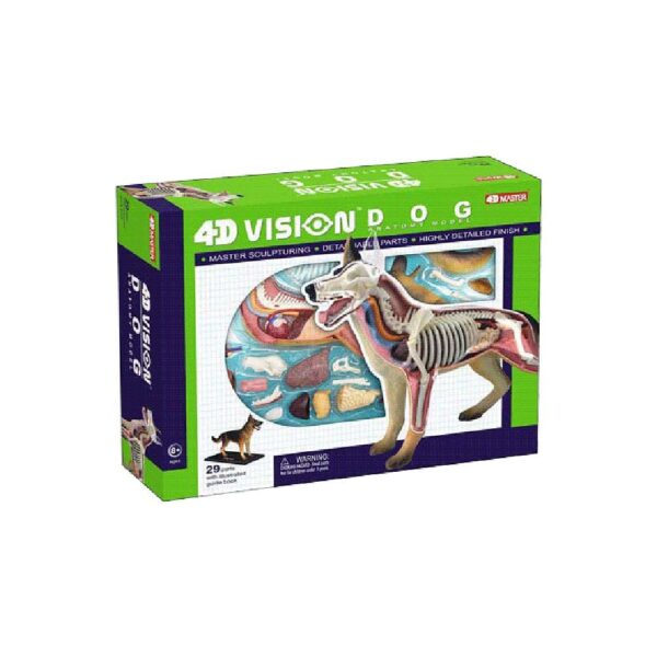 Tedco 4D Dog Anatomy Model - Image 4